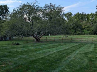 Dara D.'s Grass Cutting service result