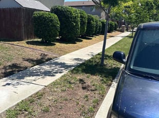 Bush Trimming by Martin Marquez for Alexandra F. in Patterson, CA