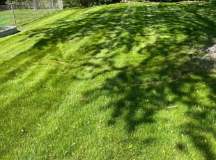 Donavan P.'s Lawn Service service result