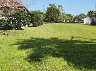 Cindy N.'s Lawn Mowing service result