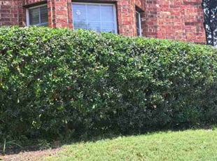 Bush Trimming by Jesus Valencia for Shawn S. in Plano, TX