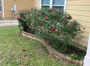 Bush Trimming by Humberto Bernal for Antonio R. in Manor, TX