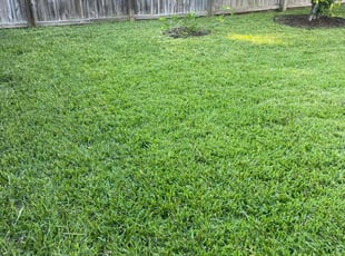 Nilza L.'s Yard Cutting service result