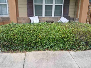 Ms C.'s Bush Trimming service result