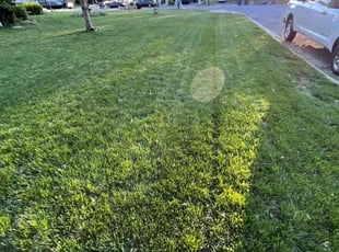 Donna G.'s Yard Cutting service result