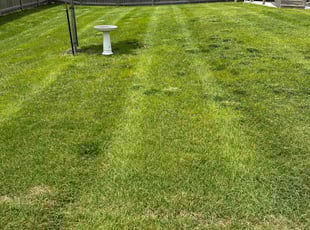 Anastasiia K.'s Lawn Care service result