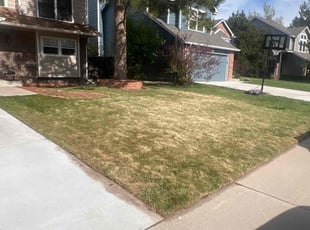 Leaf Removal by Lucia Garland for Corey K. in Castle Rock, CO
