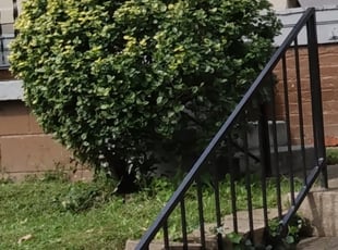 Bush Trimming by Chris Slone for Luis F. in Louisville, KY