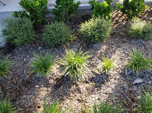 Weeding by Jerry Rios for Hamlet F. in St. Cloud, FL