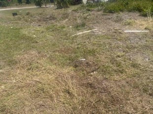 Bush Trimming by Zach Hinkle for Peter P. in Cape Coral, FL