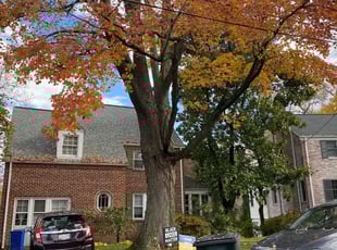 Bush Trimming by David Trejo for Valerie H. in Chevy Chase, MD
