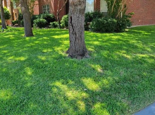 Jhoanna E.'s Lawn Mowing service result