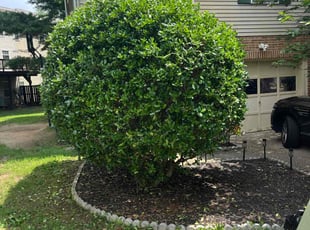 Jeremy M.'s Bush Trimming service result