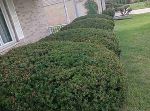 Bush Trimming by Daniel Burton for Kellie K. in Orland Park, IL