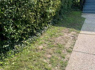 Bush Trimming by Kevin Wright for Vivienne S. in Cleveland, OH