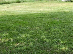 Missy G.'s Grass Cutting service result