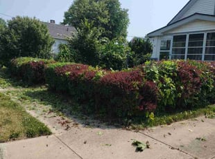 Bush Trimming by Anthony Coleman for Robert S. in WARRENSVL HTS, OH