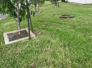 Ashleigh H.'s Lawn Mowing service result