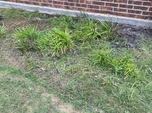 Bush Trimming by Quentin Morgan for Andrew H. in Haslet, TX
