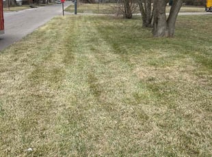 Pamela H.'s Lawn Care service result
