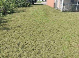 Michael B.'s Lawn Care service result