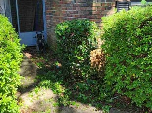 Alyssa G.'s Bush Trimming service result