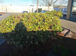 Bush Trimming by Robert Martin for Denh S. in Everett, WA
