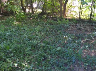 Leaf Removal by Eric Vaske for Cessalea M. in Cincinnati, OH