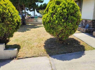 Bush Trimming by Orlando Miranda for Menbibaby C. in San Diego, CA