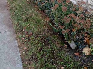 Weeding by Nicole Gorman for Karen P. in Kansas City, MO
