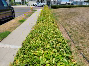 Bush Trimming by Keith Dalke for Marc G. in San Diego, CA