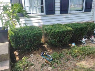 Caroline L.'s Bush Trimming service result