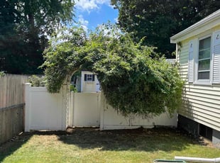 Bush Trimming by Randy Regis for Marieljane B. in Boston, MA