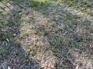 Leaf Removal by Santos Blanco for Jama M. in Minneapolis, MN