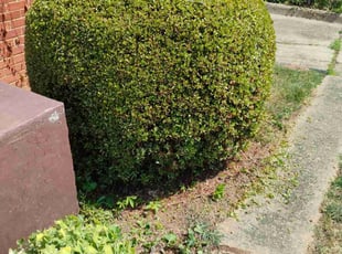 Bush Trimming by Luis Velasco Iraheta for Stephen S. in Hyattsville, MD