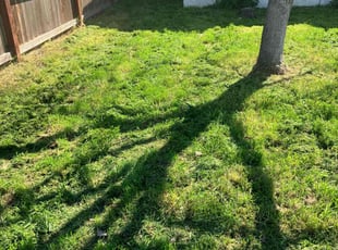 Jennifer M.'s Grass Cutting service result