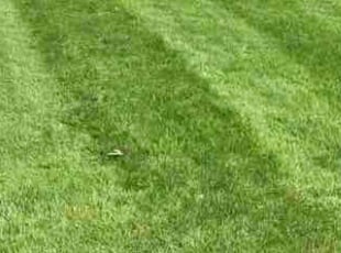 Eileen M.'s Yard Cutting service result