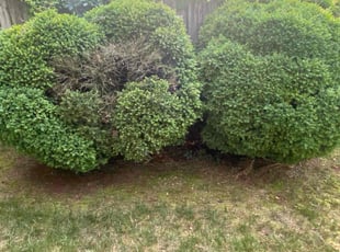 Bush Trimming by Kea Jarvis for Darlene R. in Winston-Salem, NC