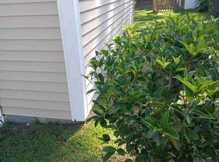 Bush Trimming by Wes Carroll for Derek C. in Summerville, SC