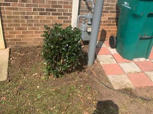 Bush Trimming by Taurus Coates for Monique G. in Clarkston, GA