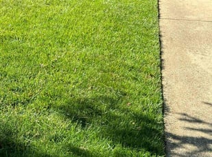 Phyllis C.'s Yard Cutting service result