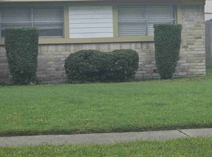 Bush Trimming by Nicole Ross for Karl M. in Houston, TX