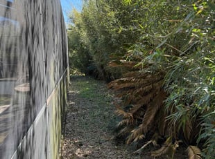 Bush Trimming by Travis Frederickson for Marcus A. in Navarre, FL