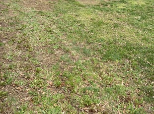 Leaf Removal by Sedrick Wesley for Jacob H. in Kansas City, MO