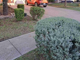 Bush Trimming by Joshua Cabiya for MATTHEW S. in Austin, TX