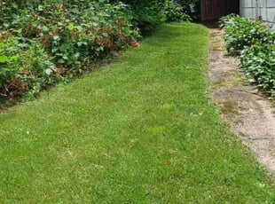 David V.'s Lawn Mowing service result