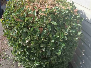 Bush Trimming by Sean Saulsby for Ben C. in Norfolk, VA