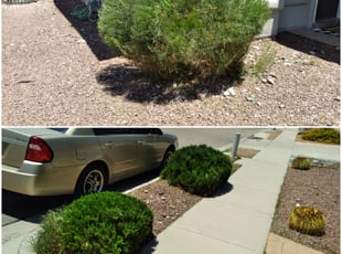 Bush Trimming by Daniel Marquez for Jessa S. in El Paso, TX