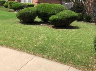 Bush Trimming by maria Hernandez for "bernadette m. in Plano, TX
