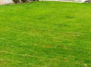Sue B.'s Lawn Mowing service result